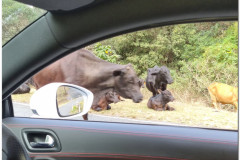 Bovine-Encounter-2