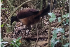 Lyrebird-1